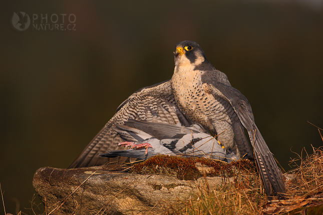 Peregrine Falcon (Falco peregrinus), Česko