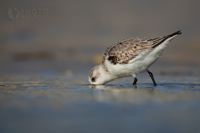 Jespák srostloprstý (Calidris pusilla), Florida