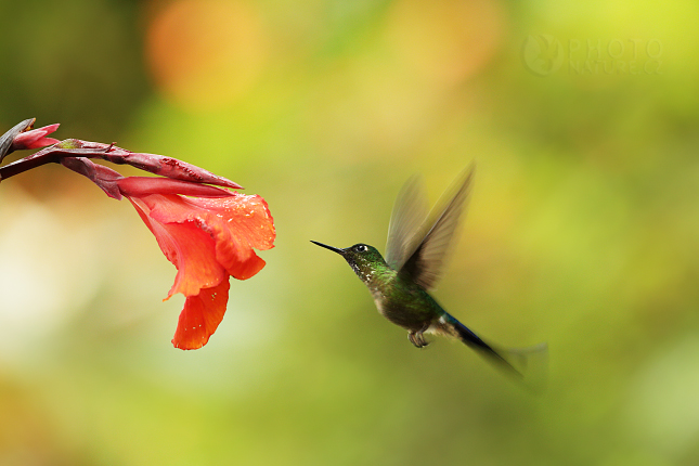 Violet-tailed Sylph