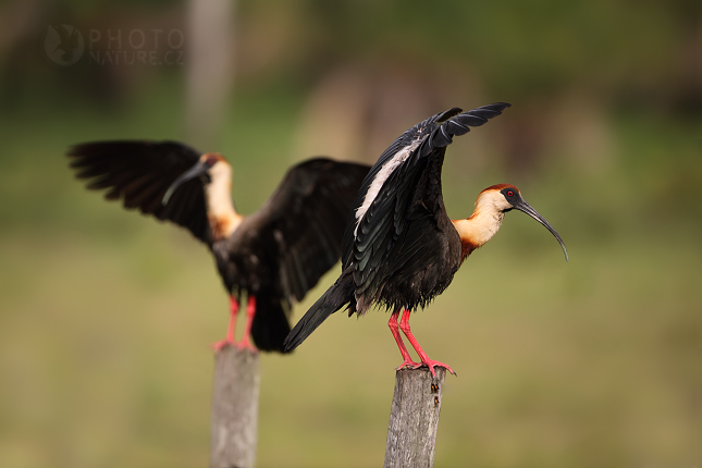 Buff-necked Ibis