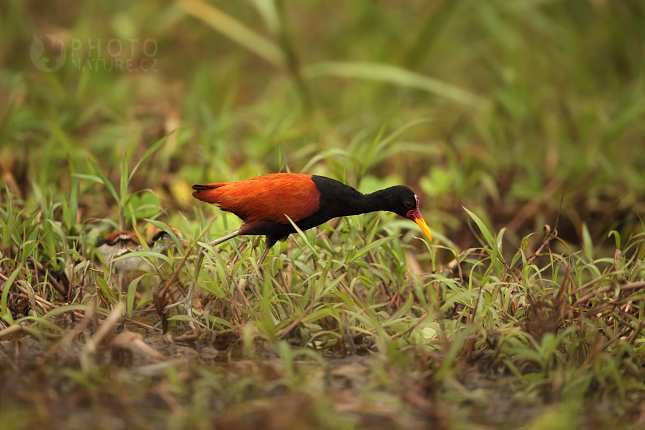 Wattled Jacana