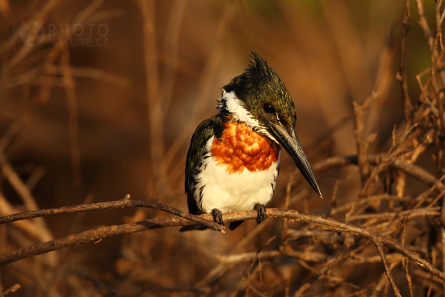 Ringed Kingfisher