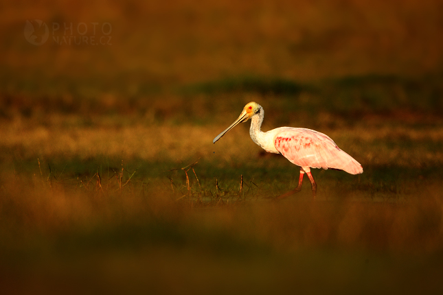 Roseate Spoonbill 