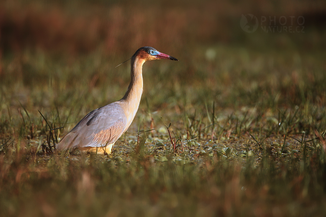 Whistling Heron 