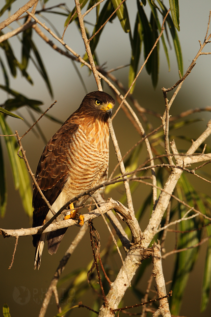 Bicoloured Hawk 