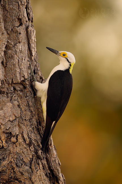 White Woodpecker  