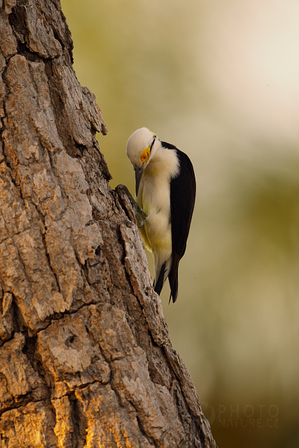 White Woodpecker  