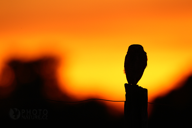 Burrowing Owl 