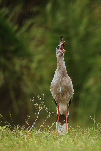 Red-legged Seriema 