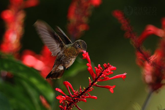 Gilded Hummingbird 
