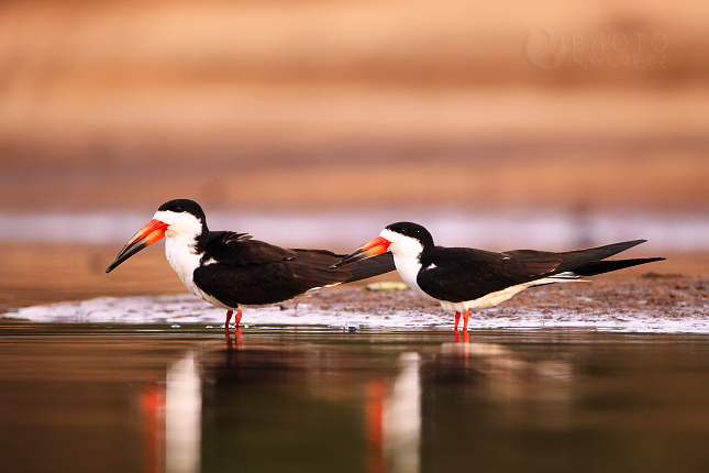 Black skimmer 