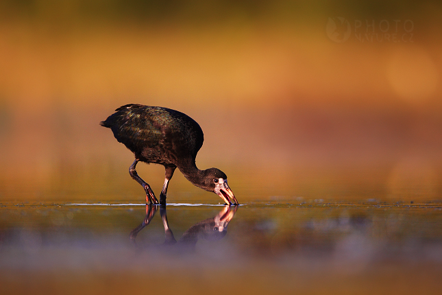 White-faced Ibis  