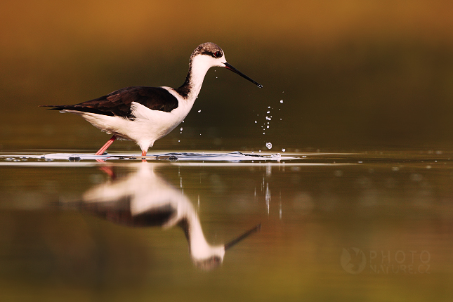 Black-winged Stilt