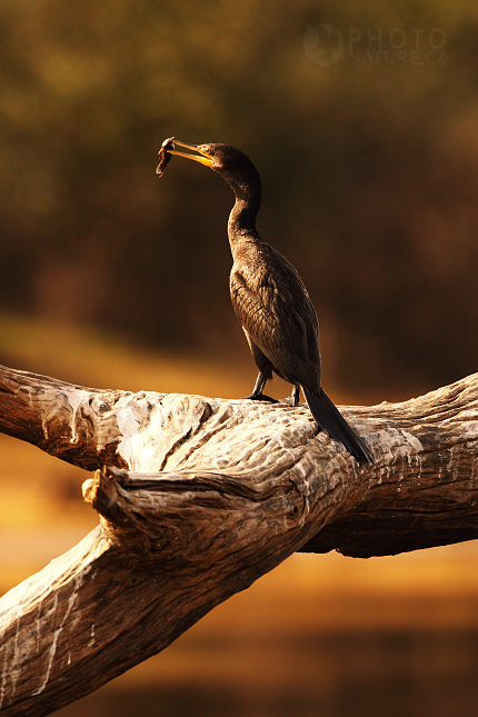 Neotropic Cormorant 