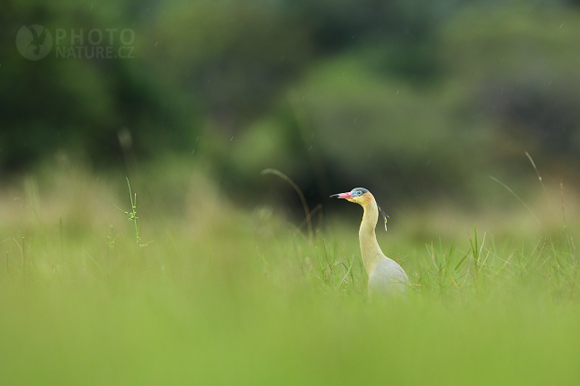 Whistling Heron