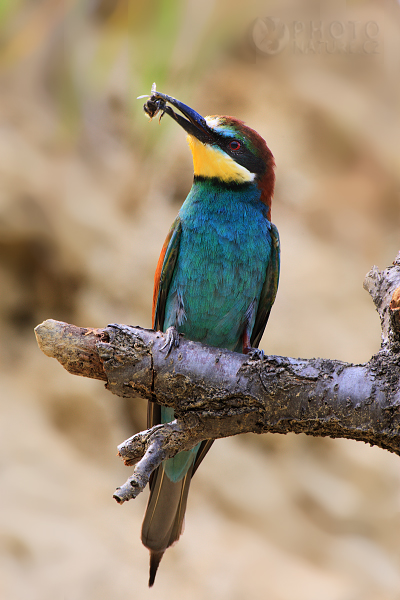 Vlha pestrá (Merops apiaster), Česká Republika