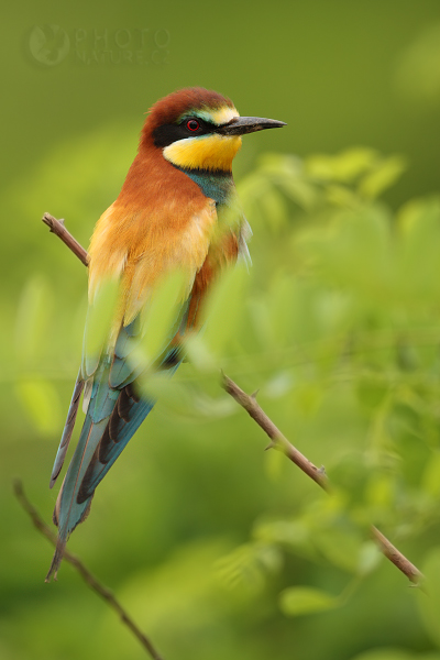 Vlha pestrá (Merops apiaster), Česká Republika