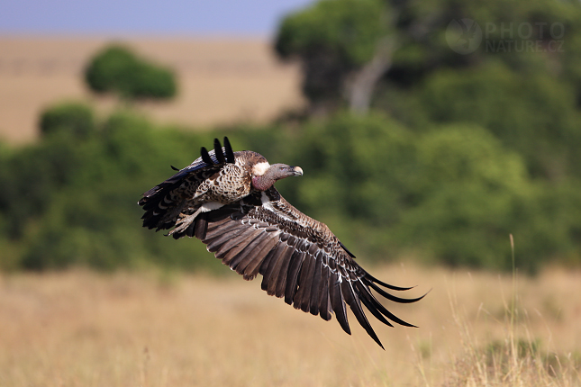 African White-backed vulture 