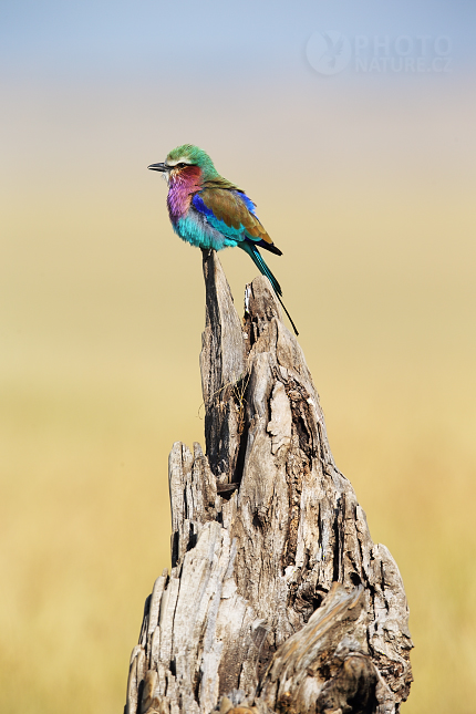 Lilac-breasted Roller 