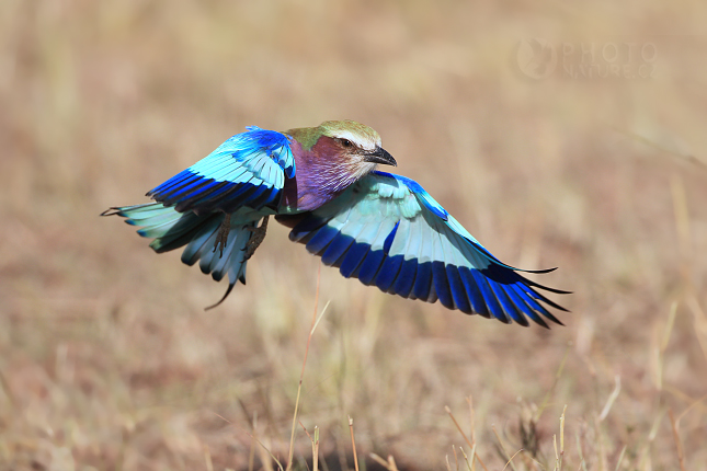 Lilac-breasted Roller