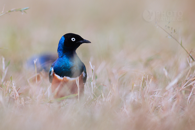 Ruppell's Glossy Starling 