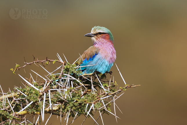 Lilac-breasted Roller