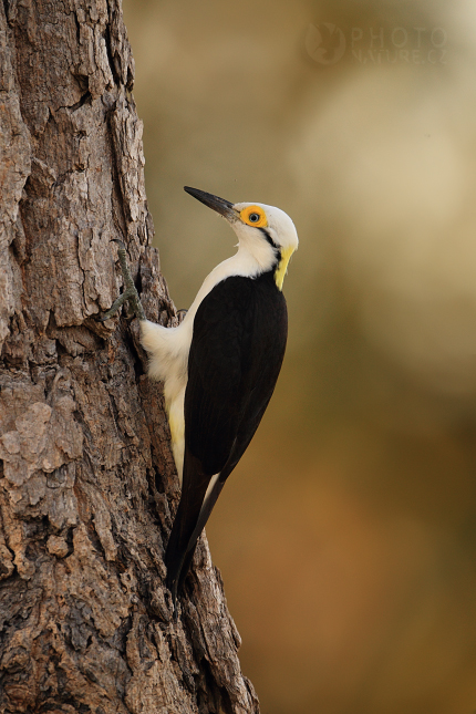 White Woodpecker 