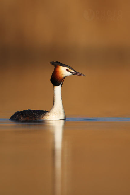 Great Crested Grebe  