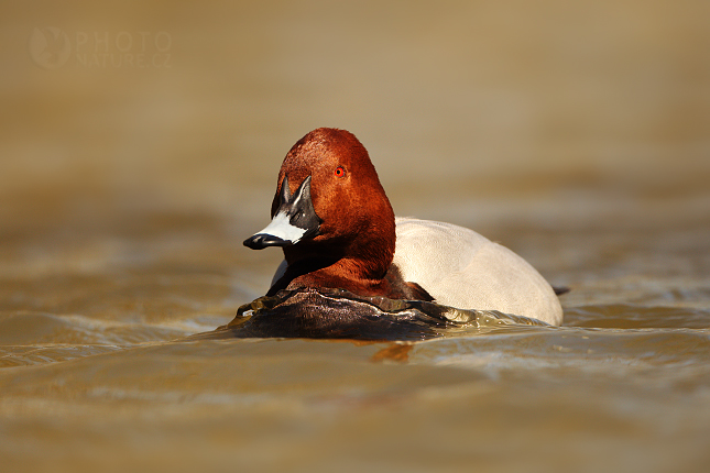 Common Pochard