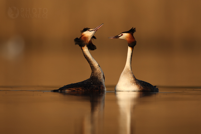 Great Crested Grebe (Podiceps cristatus), Morava