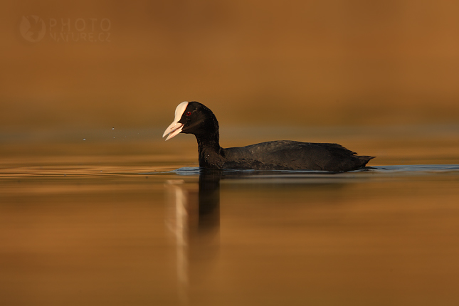 Common Coot (Fulica atra), Morava