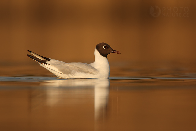 Black-headed Gull (Chroicocephalus ridibundus), Morava