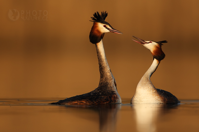 Great Crested Grebe (Podiceps cristatus), Morava