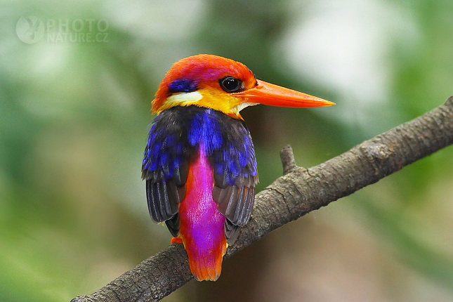 Black-backed Kingfisher 