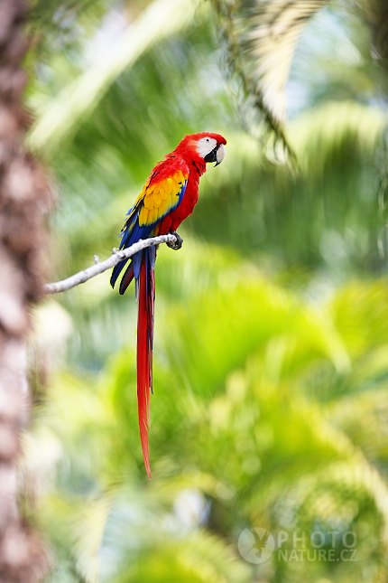 Scarlet Macaw 