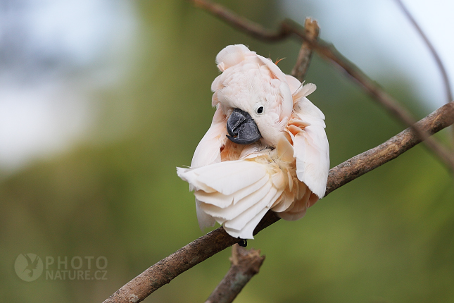 Salmon-crested Cockatoo 