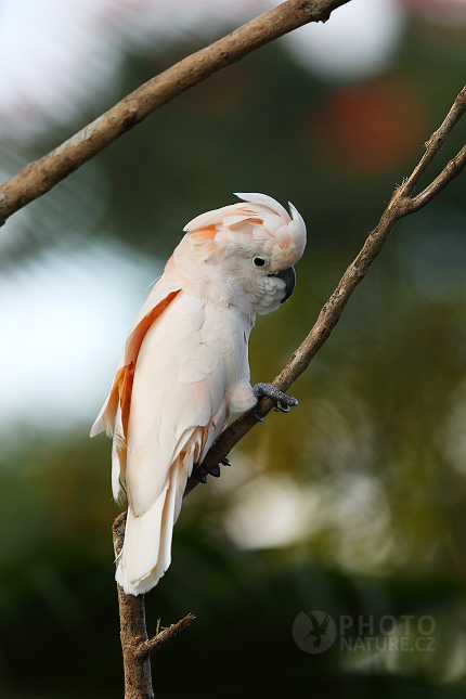 Salmon-crested Cockatoo 