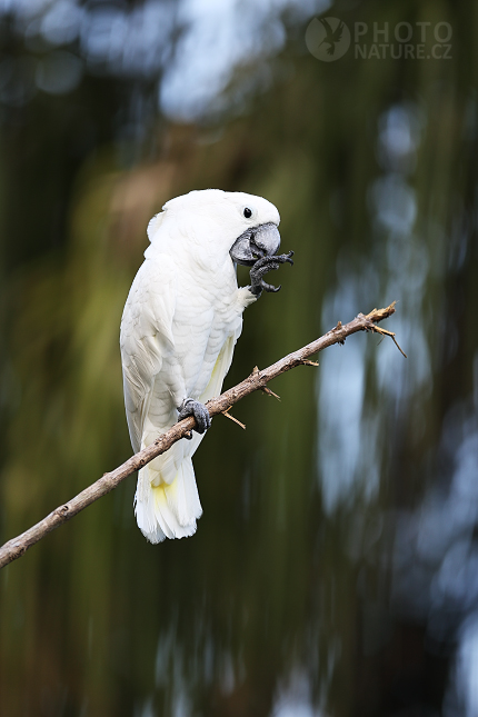 White Cockatoo 