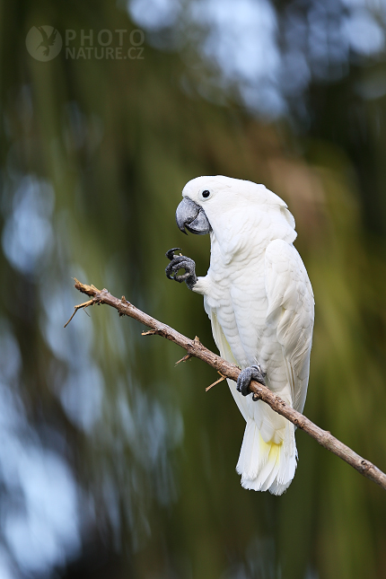 White Cockatoo 