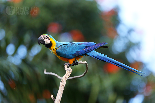 Blue-and-yellow Macaw 