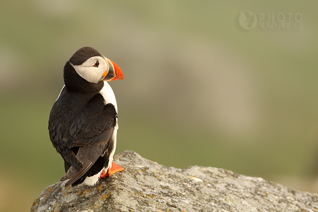 Atlantic puffin