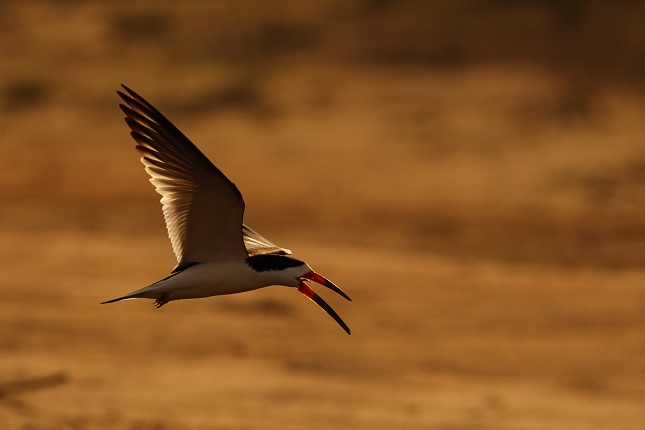 Black skimmer