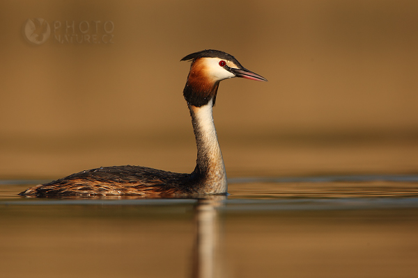 Potápka roháč (Podiceps cristatus), Česká Republika