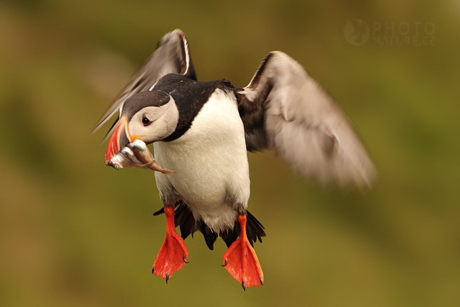 Atlantic puffin