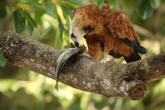 Káně černohrdlá (Busarellus nigricollis), Brazílie