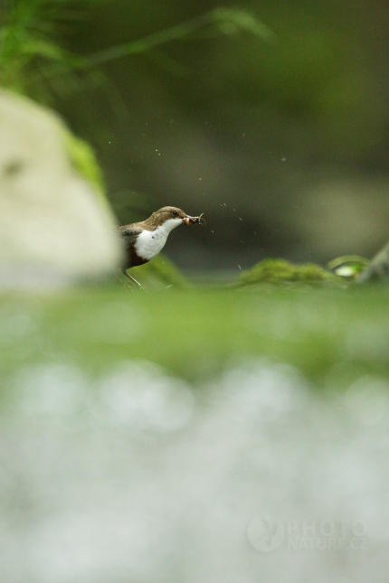 White-throated Dipper 