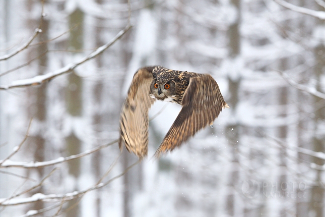 Eurasian Eagle Owl