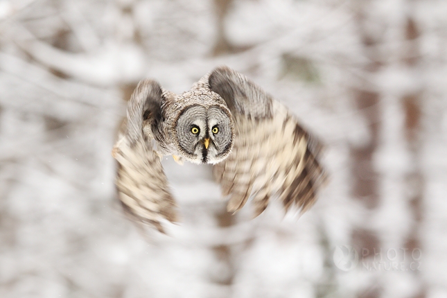 Great Grey Owl