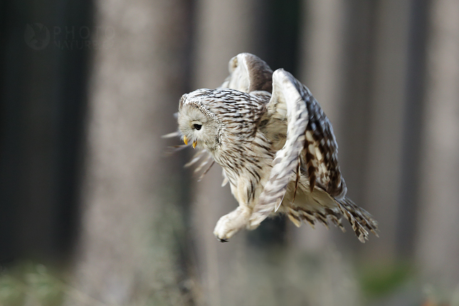 Ural Owl 