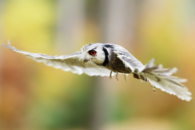 Southern White-faced Scops Owl